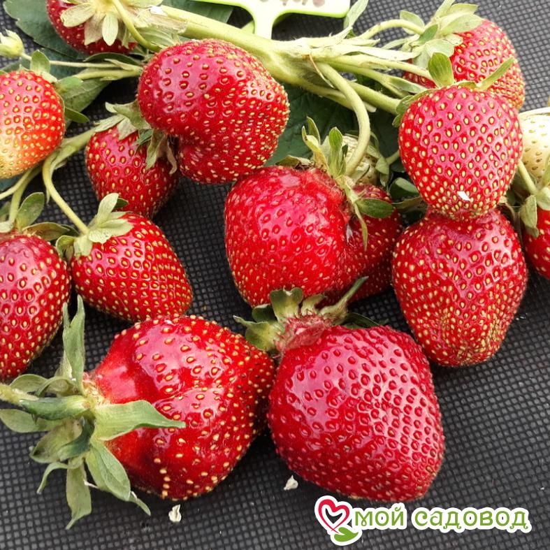 Клубника Фестивальная
