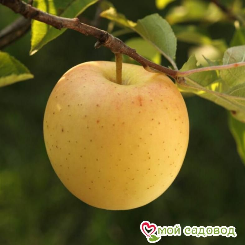 Голден Делишес