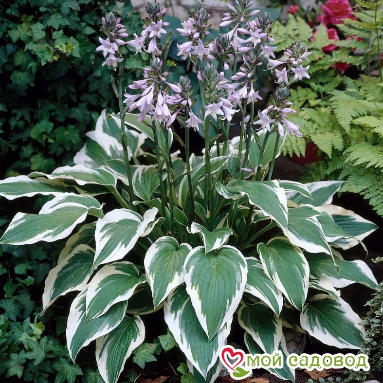 Хоста гибридная Антиох