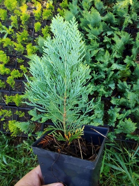 Кипарисовик лавсона Колумнарис