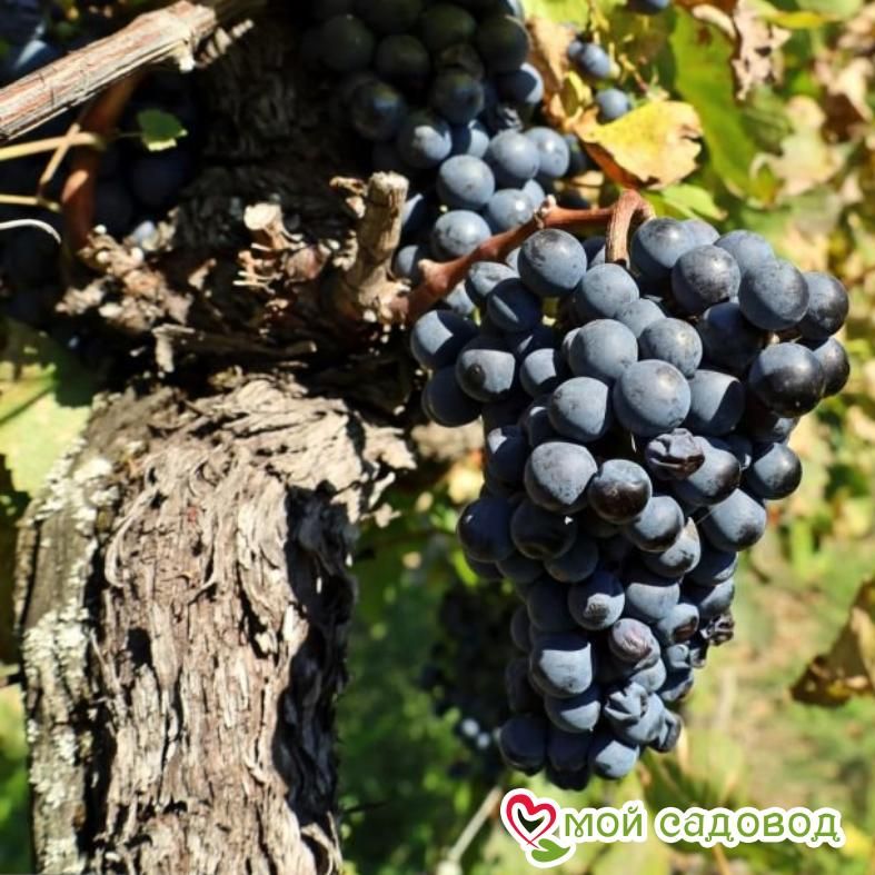 Виноград Черный жемчуг