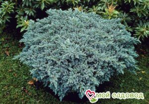 Можжевельник чешуйчатый Блю Свид