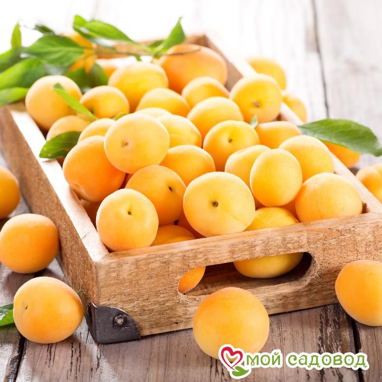 Абрикос Кичигинский