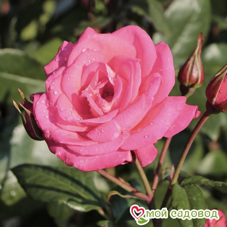 Роза Пинк