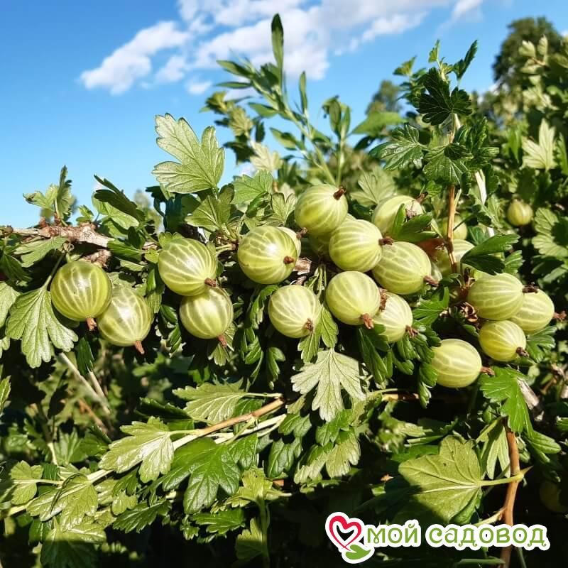 Крыжовник Снежана