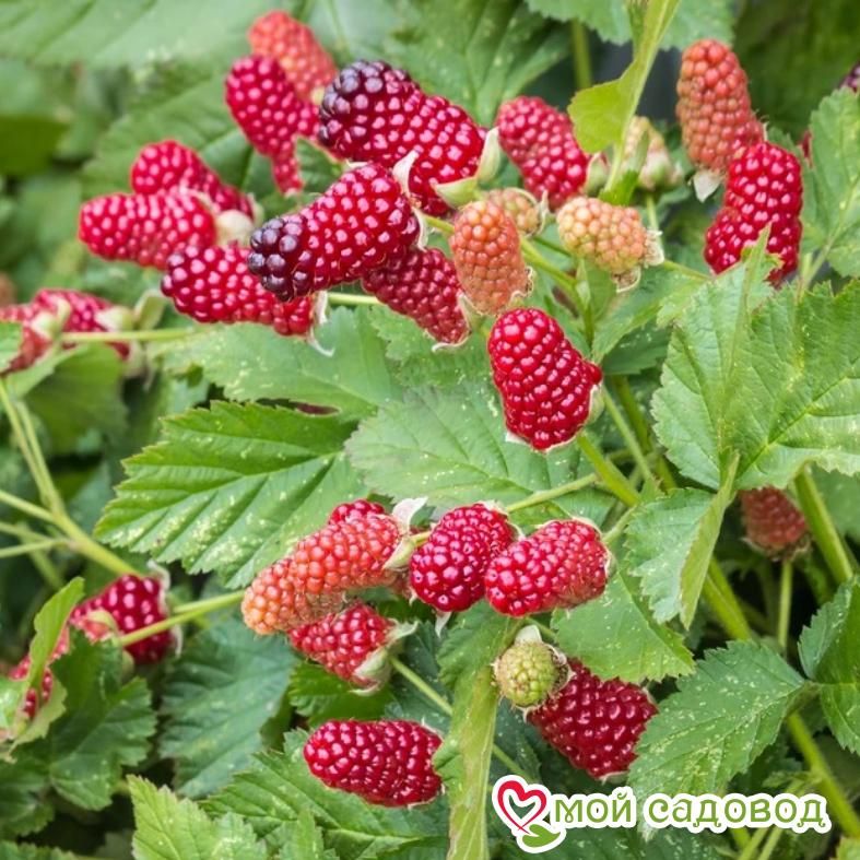 Ежемалина Логанберри