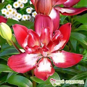 Лилия азиатская махровая Дабл Сенсейшн