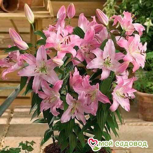 Лилия Фаролито