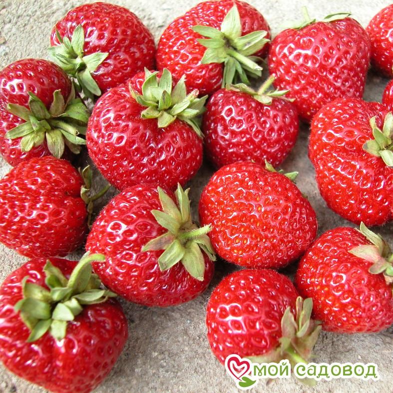 Клубника Мице Нова
