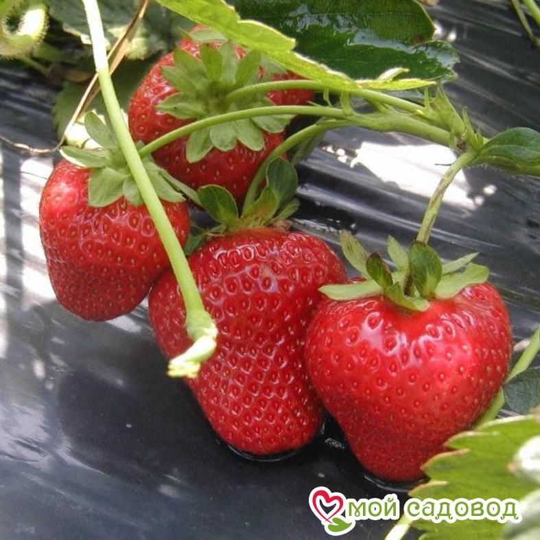 Клубника Монтерей (ремонтантный сорт)