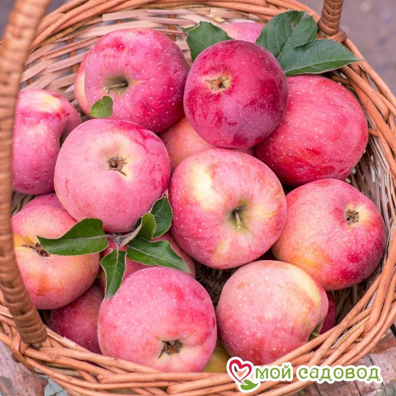 Яблоня Слава Победителям