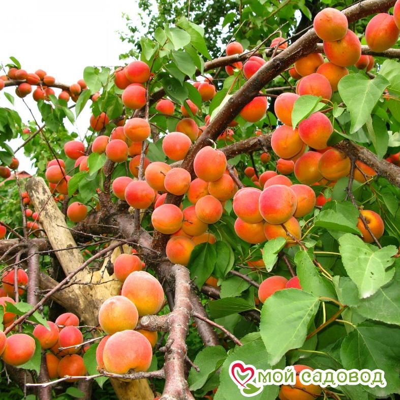 Абрикос Сибиряк