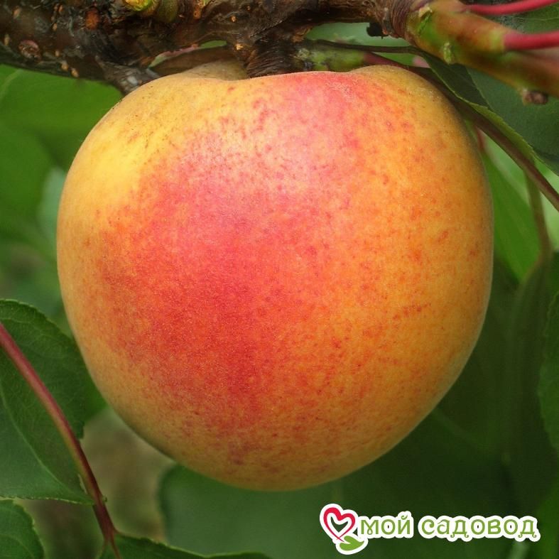 Абрикос Ветеран Севастополя