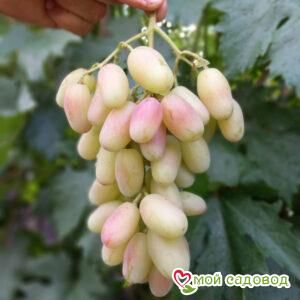 Виноград Преображение