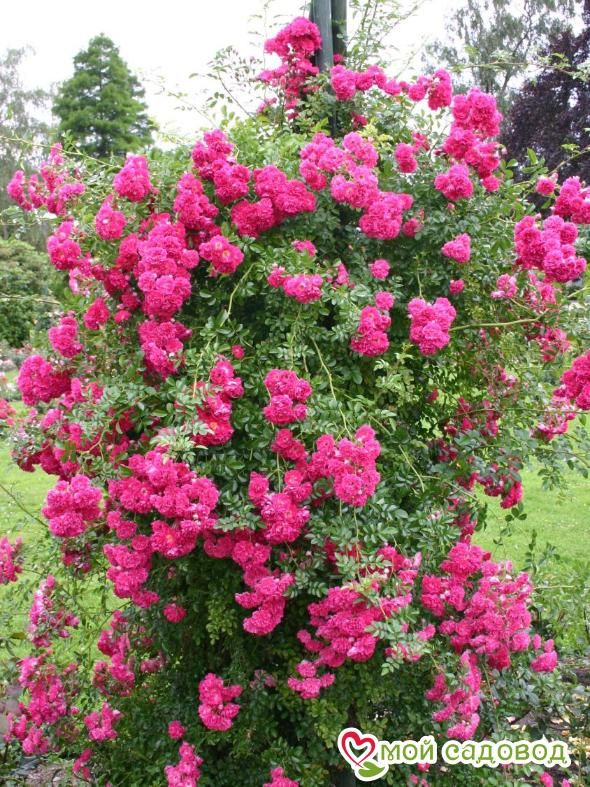 Роза Эксцельза