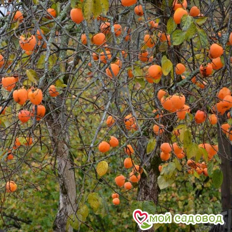 Хурма Роман-Кош