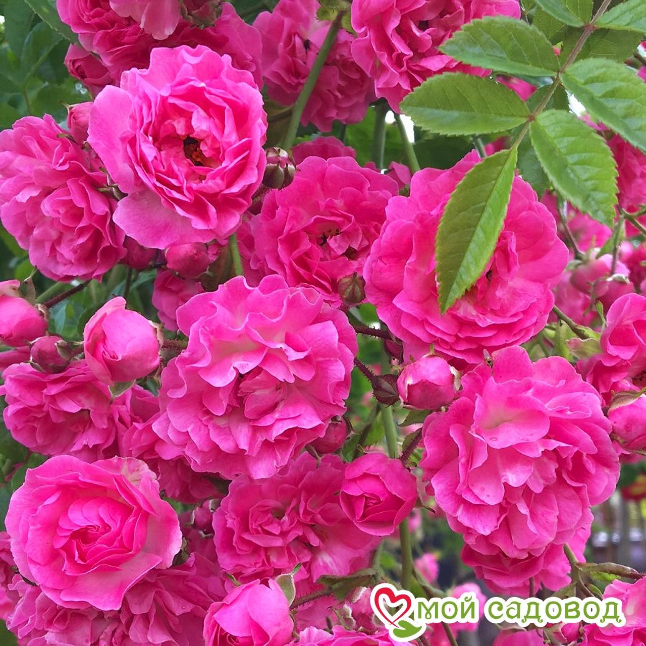 Роза Дороти Перкинс