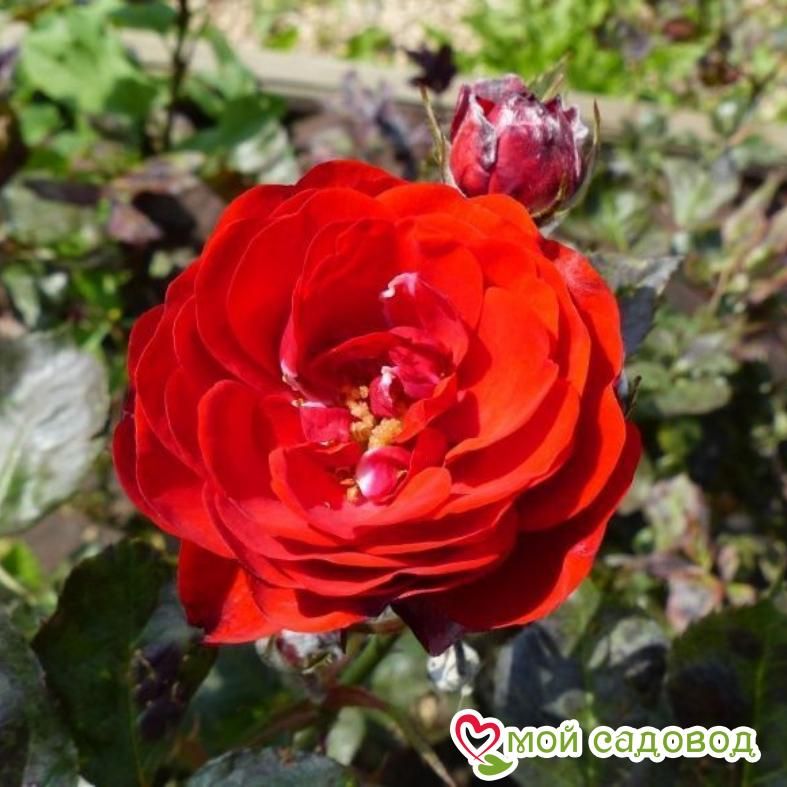 Роза Кордула