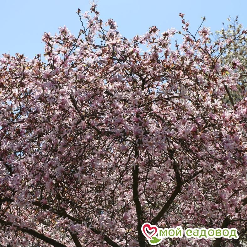 Магнолия Лебнера Леонард Мессель