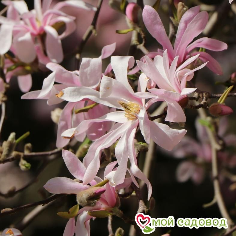 Магнолия Лебнера Леонард Мессель