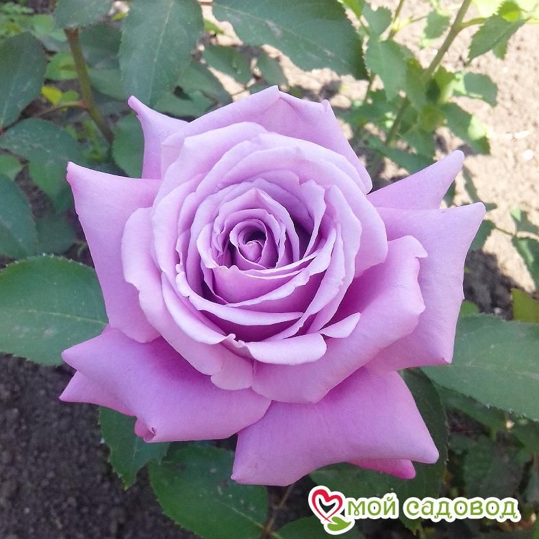 Роза Мадам Экзюпери