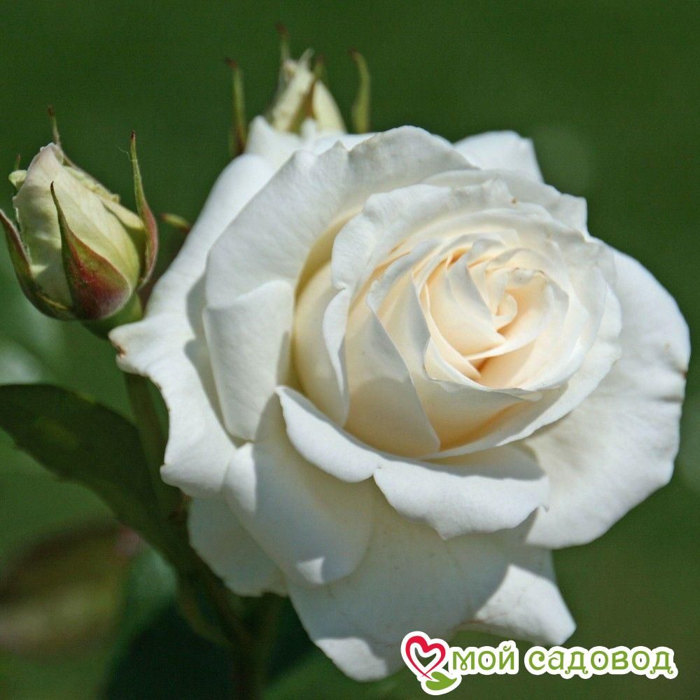 Роза чайно-гибридная Анастасия