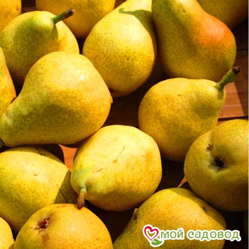 Груша Пингвин Летняя