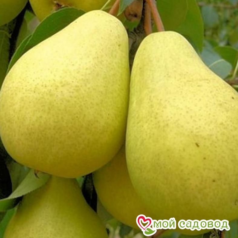 Груша Береженая