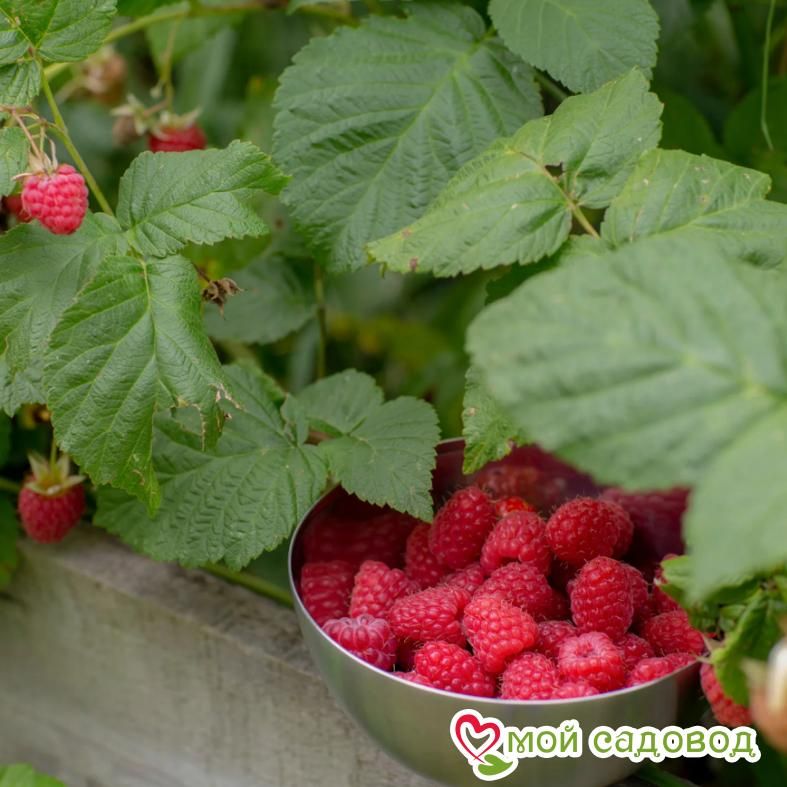 Малина ремонтантная Пингвин