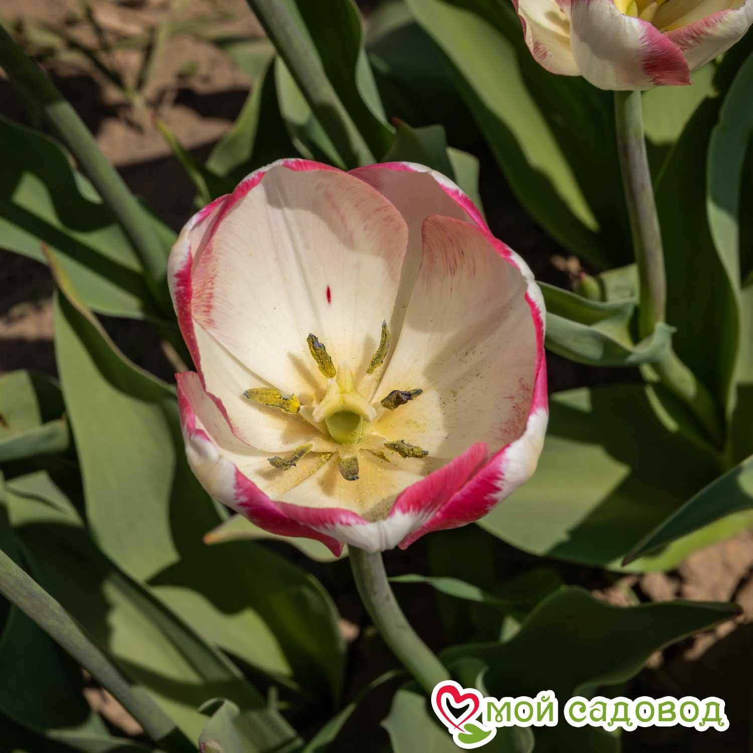 Тюльпан Силк Сюрпрайз