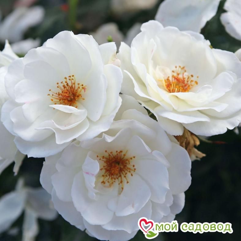 Роза Вайсе Вольке