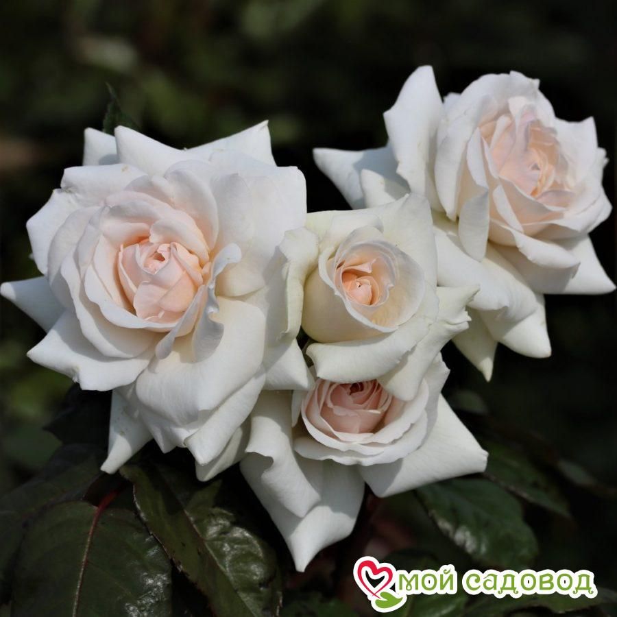 Роза Лебединое озеро