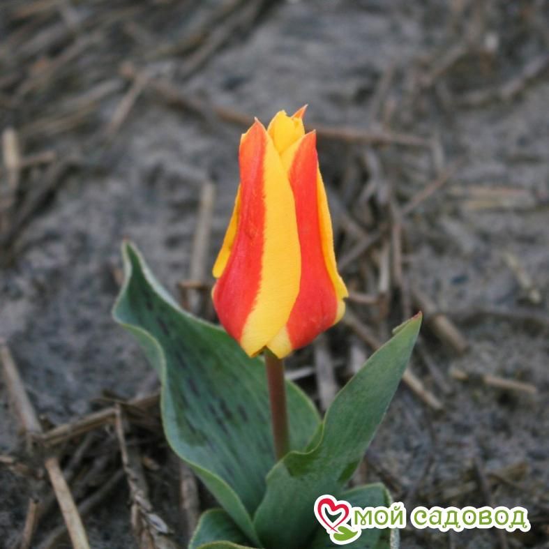 Тюльпаны Кауфмана Корона