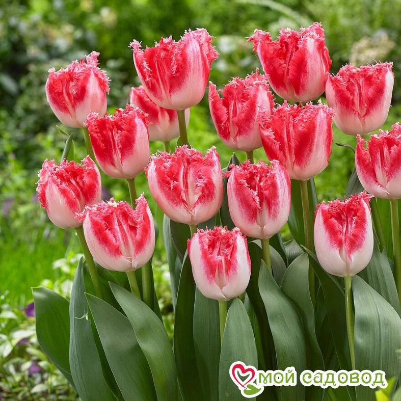 Тюльпан бахромчатый Свит Симон