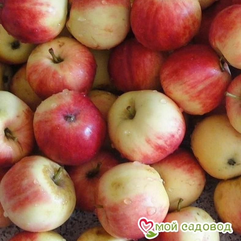 Яблоня Мельба