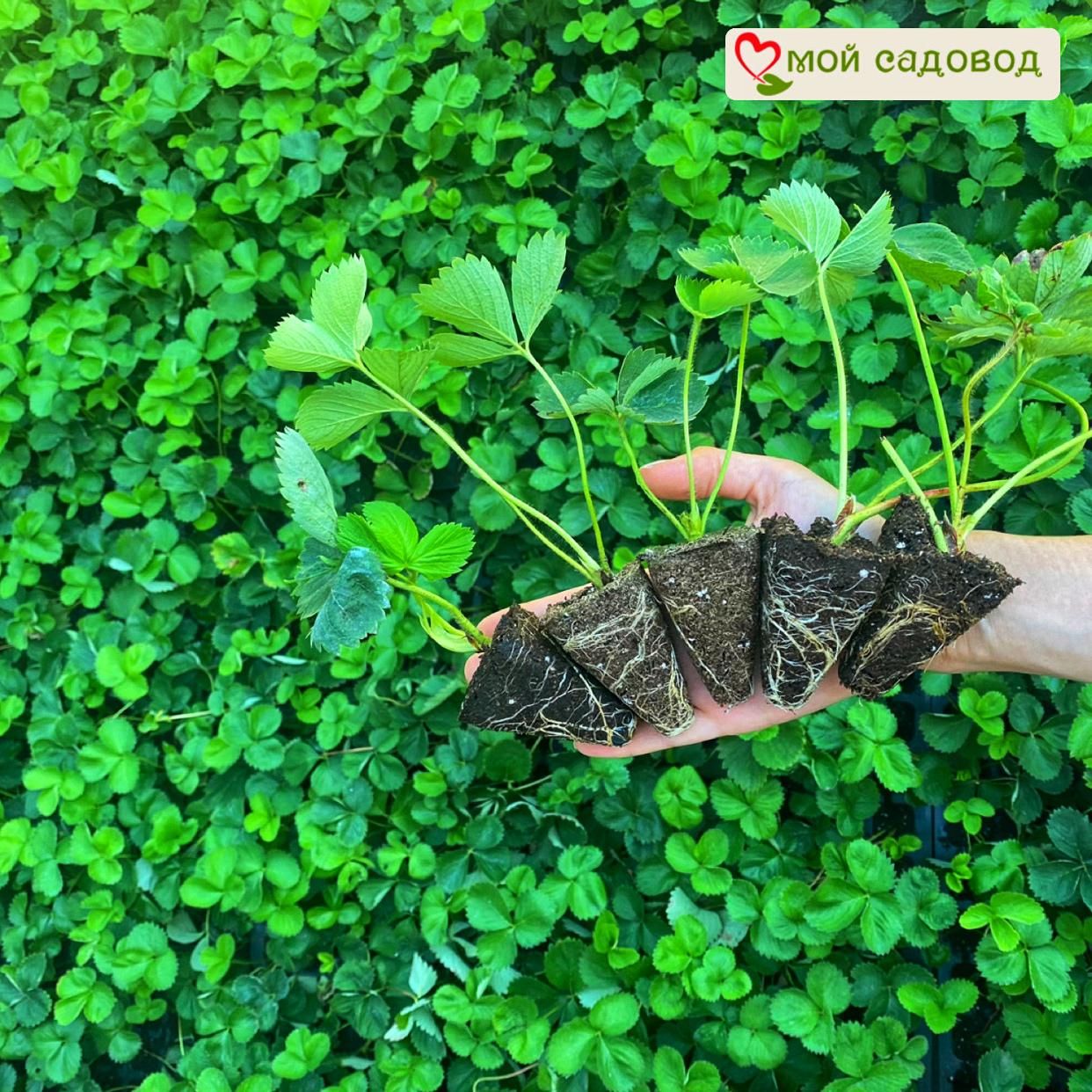 Клубника Вебенал