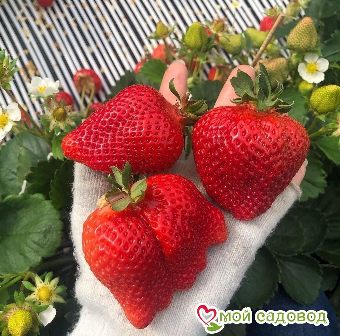 Клубника Дарселект