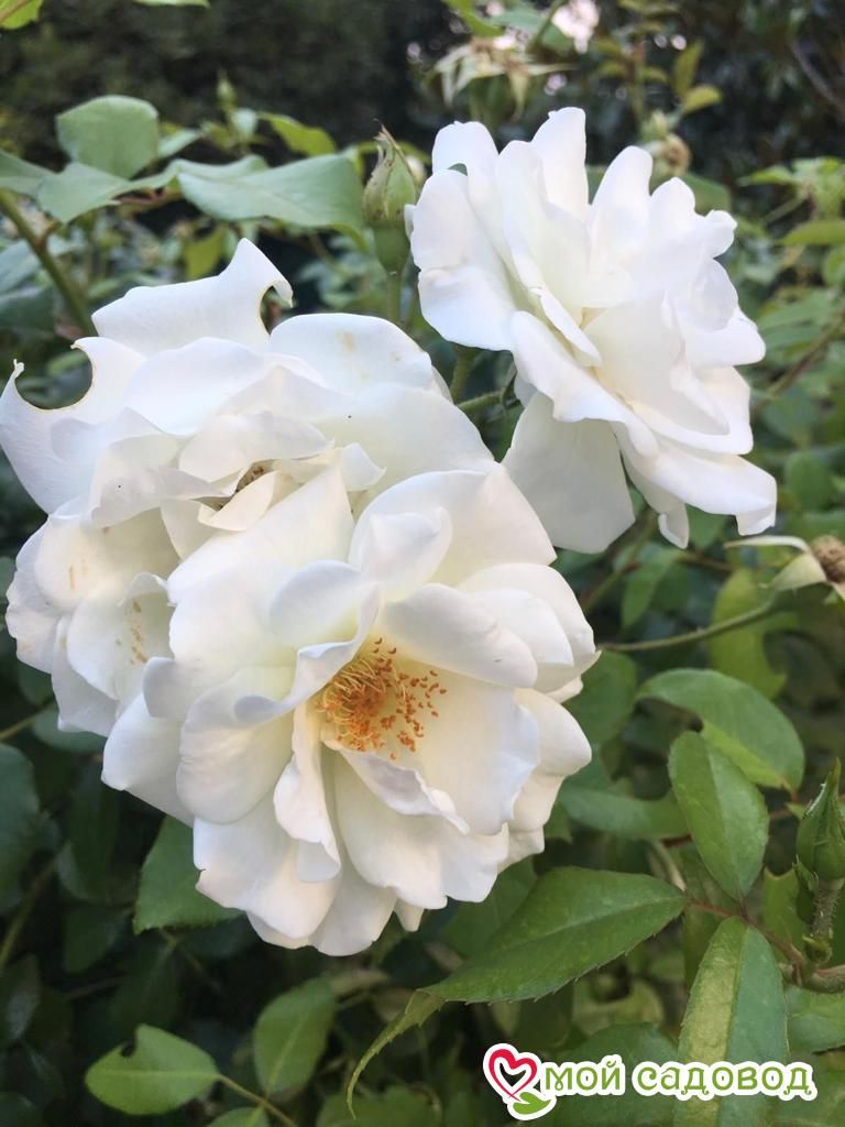 Роза Белый каскад