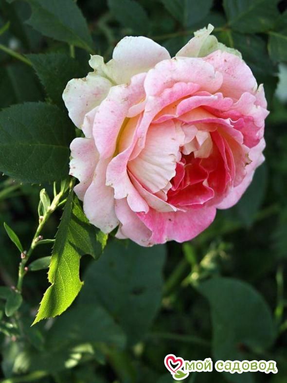 Роза Цезарь