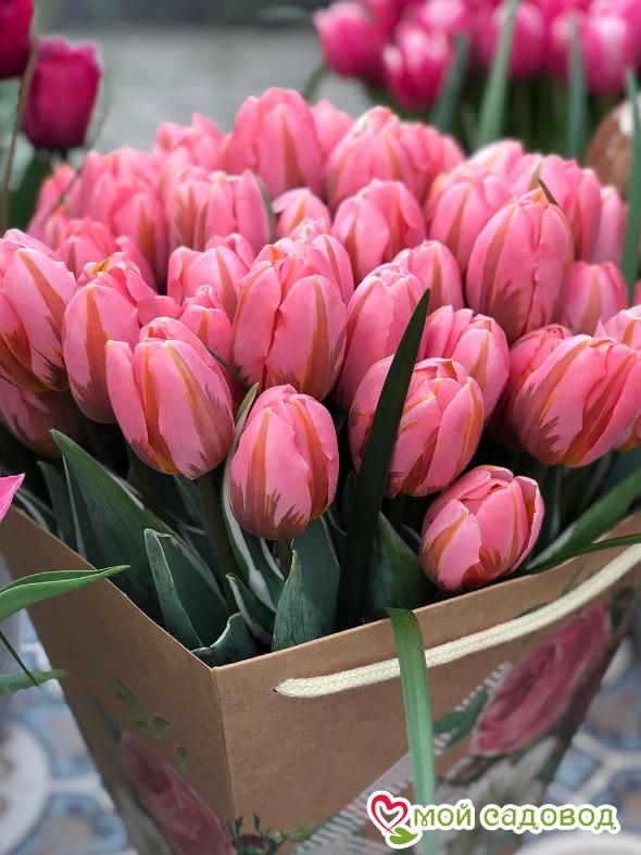 Тюльпан Триумф Претти Принцесс