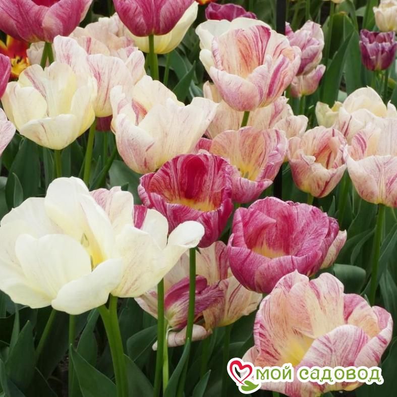 Тюльпан Канок