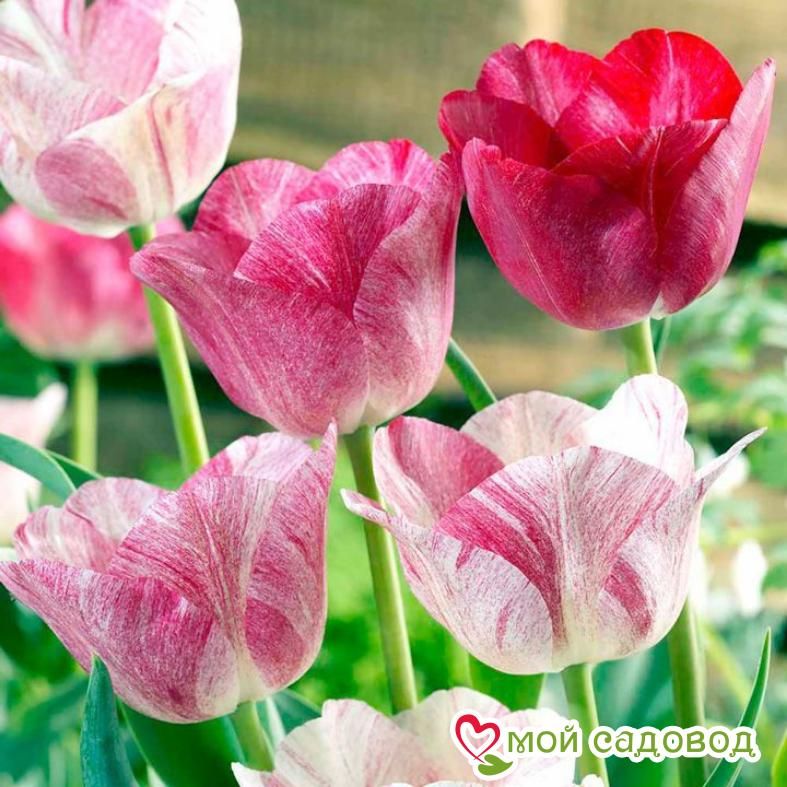 Тюльпан Канок