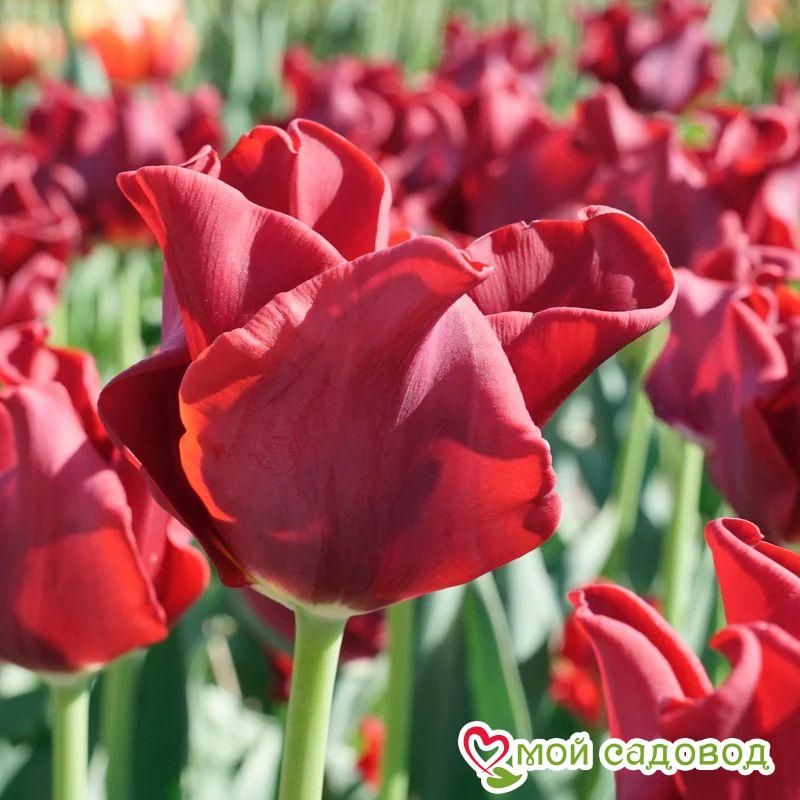 Тюльпан Триумф Ред Дресс
