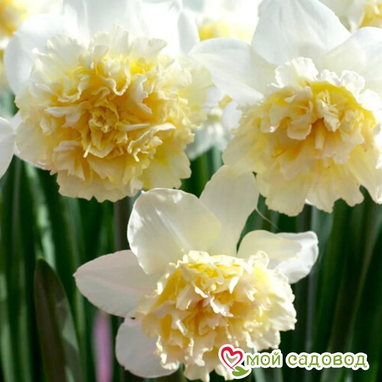 Нарцисс махровый Айс Кинг