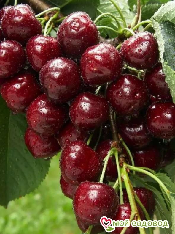 Вишня Брусницына