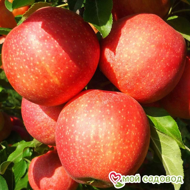 Яблоня Гала Маст