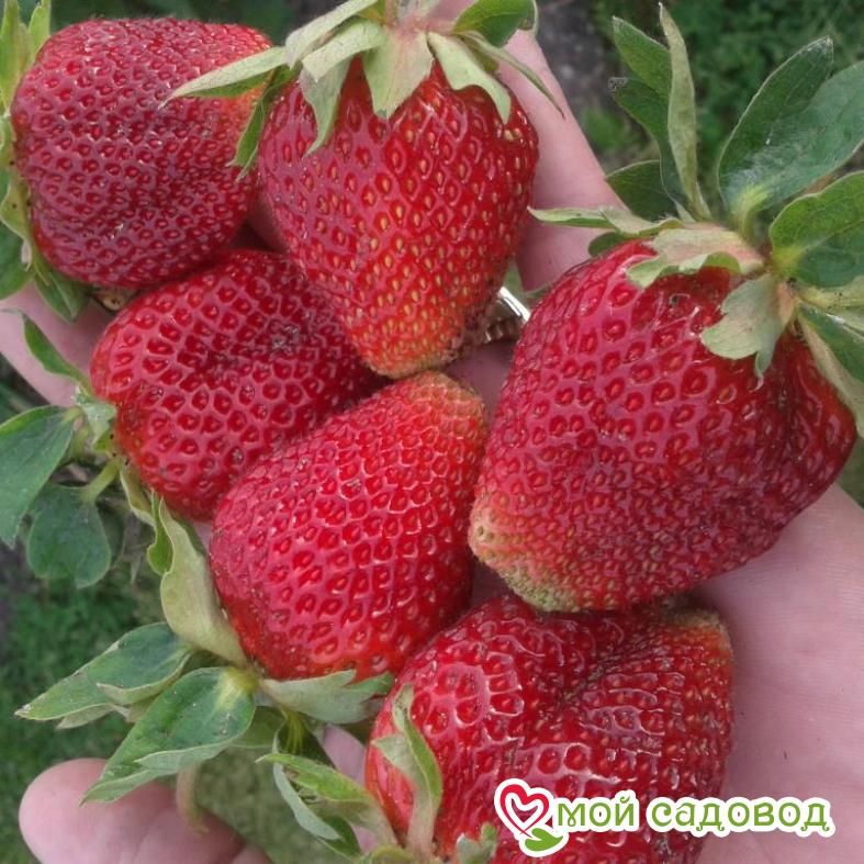 Клубника Чешская красавица