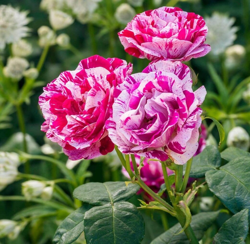 Роза парковая Фердинанд Пичард