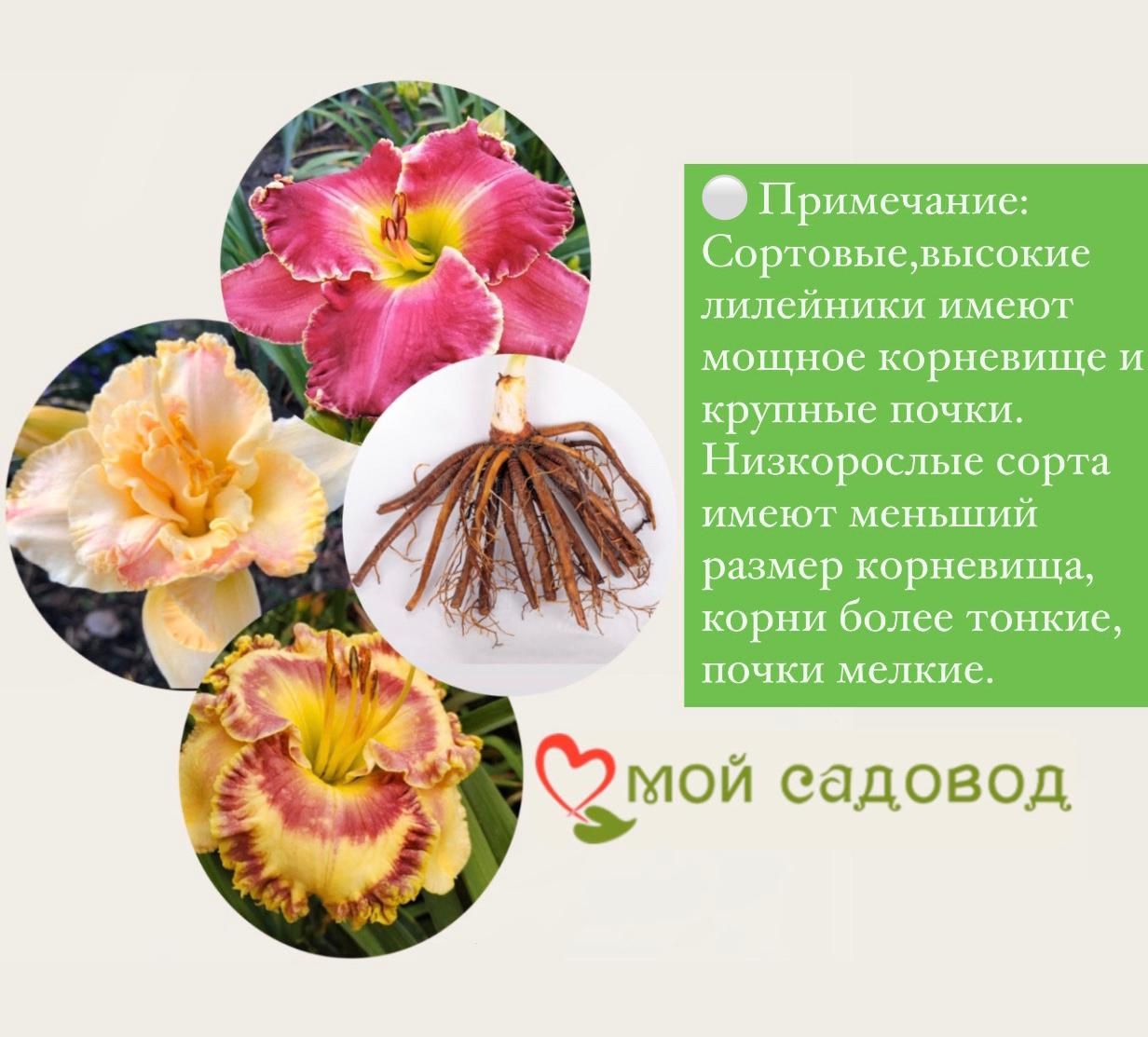 Лилейник Муссака