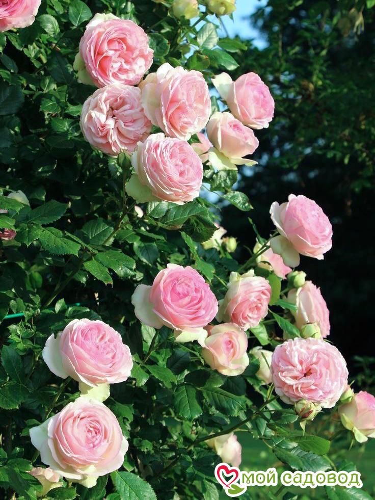 Роза плетистая Пьер де Ронсар